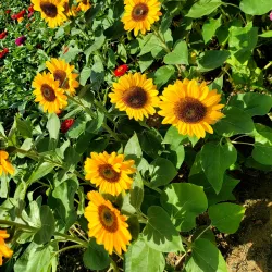 Naju Traditional Market - Naju-si