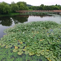Tapjeongho Lake - Nonsan