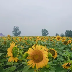 Anseong Farmland - Pyeongtaek