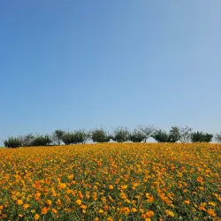 Anseong Farmland - Pyeongtaek