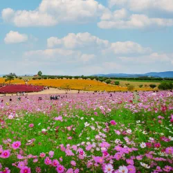 Anseong Farmland - Pyeongtaek