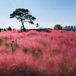 Anseong Farmland - Pyeongtaek