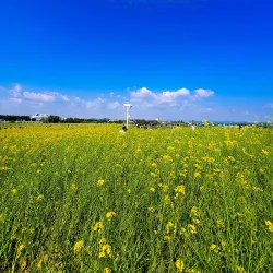 Anseong Farmland - Pyeongtaek