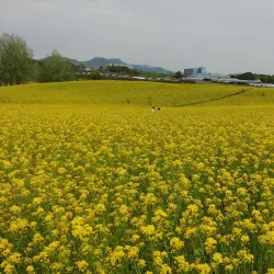 Anseong Farmland - Pyeongtaek