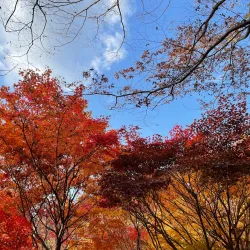 Sacheon Arboretum - Sacheon