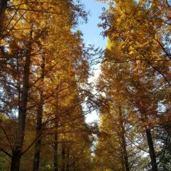 Sacheon Arboretum - Sacheon