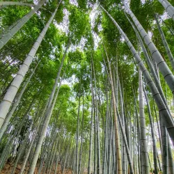 Sangju Arboretum - Sangju