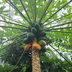 National Sejong Arboretum - Sejong City