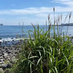 Jeju Olle Trail - Route 7 - Seogwipo