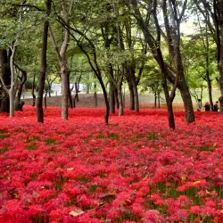 Bundang Central Park - Seongnam