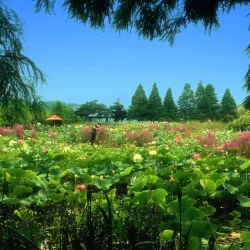 Seosan Arboretum - Seosan
