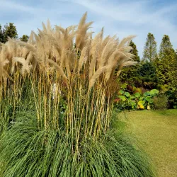 Seosan Arboretum - Seosan