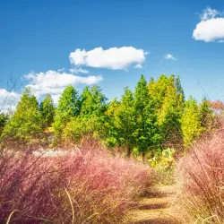 Seosan Arboretum - Seosan