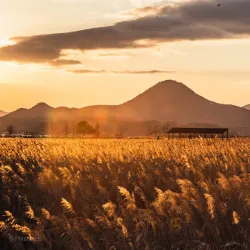 Suncheon Bay Reed Field - Suncheon