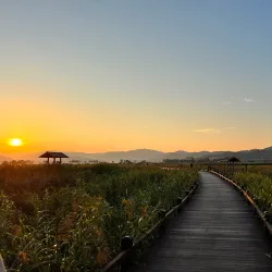 Suncheon Bay Reed Field - Suncheon