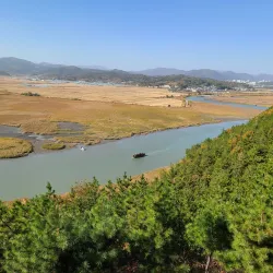 Suncheon Bay Reed Field - Suncheon