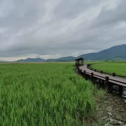 Suncheon Bay Reed Field - Suncheon