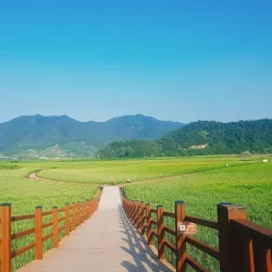 Suncheon Bay Reed Field - Suncheon