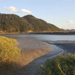 Suncheon Bay Reed Field - Suncheon