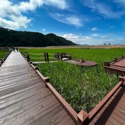 Suncheon Bay Reed Field - Suncheon