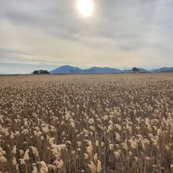Suncheon Bay Wetland Reserve - Suncheon