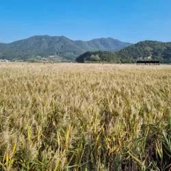 Suncheon Bay Wetland Reserve - Suncheon