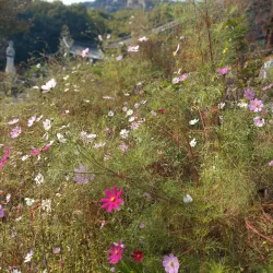Cheongryongsa Temple - Uijeongbu