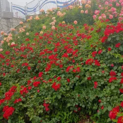 Ganeungcheon Stream - Uijeongbu