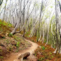 Seonginbong Trail - Ulleung Island