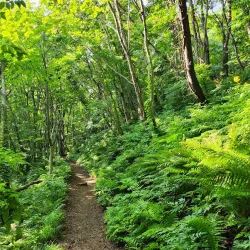 Seonginbong Trail - Ulleung Island