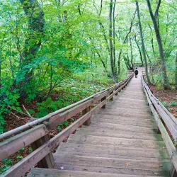 Seonginbong Trail - Ulleung Island