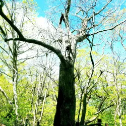 Seonginbong Trail - Ulleung Island