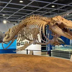 Jangsaengpo Whale Museum - Ulsan