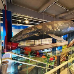 Jangsaengpo Whale Museum - Ulsan