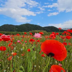 Taehwa River Grand Park - Ulsan