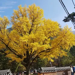 Guryongsa Temple - Wonju