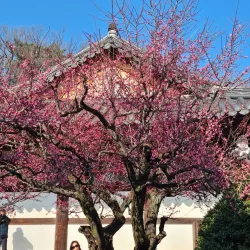 Tongdosa Temple - Yangsan