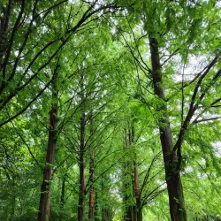 Yangsan Arboretum - Yangsan