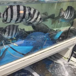 Yangsan Traditional Market - Yangsan