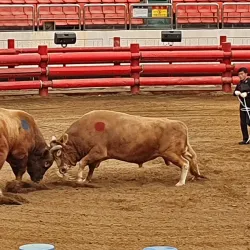 Cheongdo Bullfighting Stadium - Yeongcheon