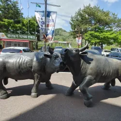Cheongdo Bullfighting Stadium - Yeongcheon