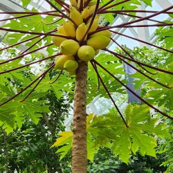 Yeongcheon Arboretum - Yeongcheon