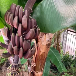 Yeongcheon Arboretum - Yeongcheon