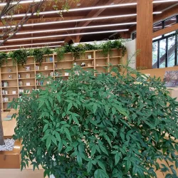 Yeongcheon Arboretum - Yeongcheon