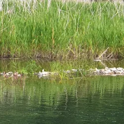 Yeongcheon Riverside Park - Yeongcheon