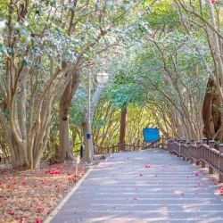 Odongdo Island - Yeosu