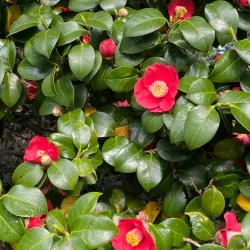 Odongdo Island - Yeosu