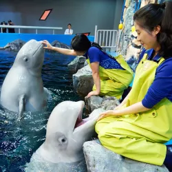 Yeosu Aquarium - Yeosu