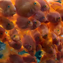 Yeosu Aquarium - Yeosu