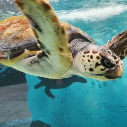 Yeosu Aquarium - Yeosu